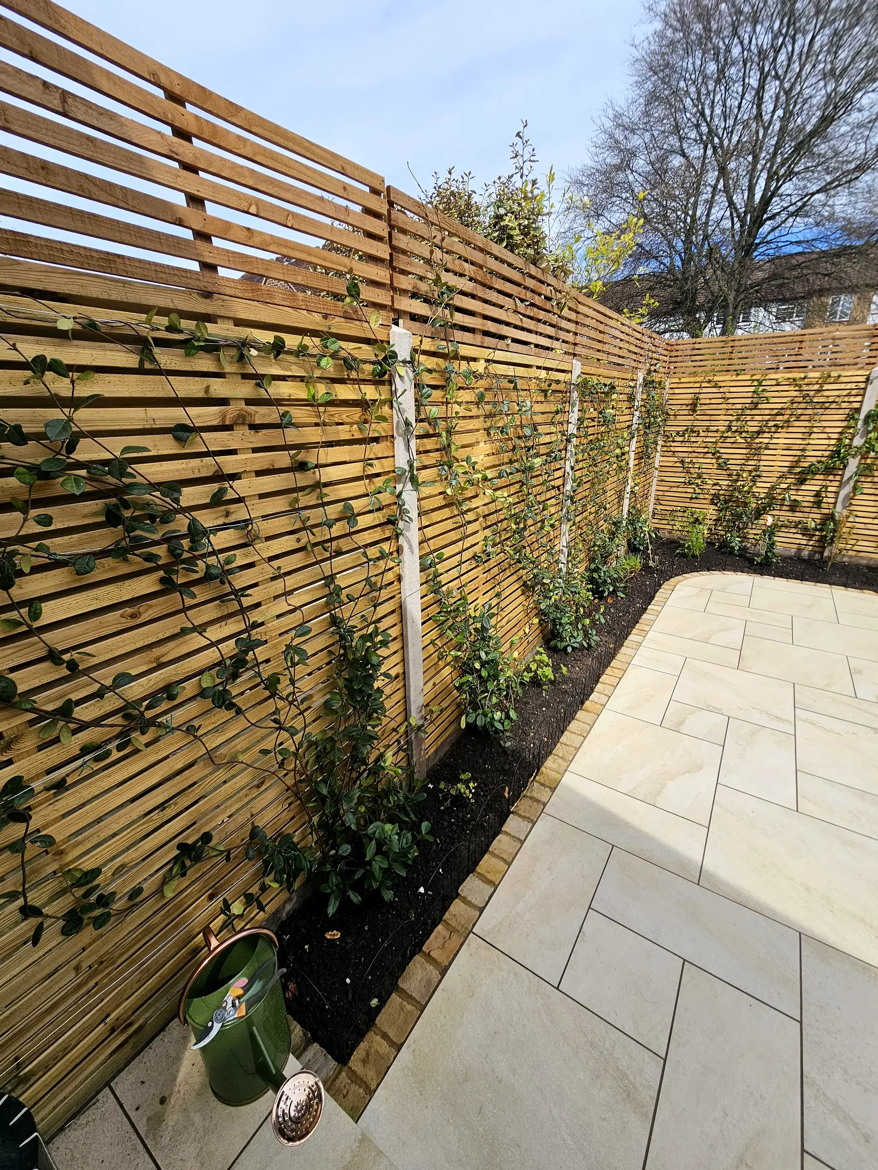 Softwood slatted fence with climbing vines