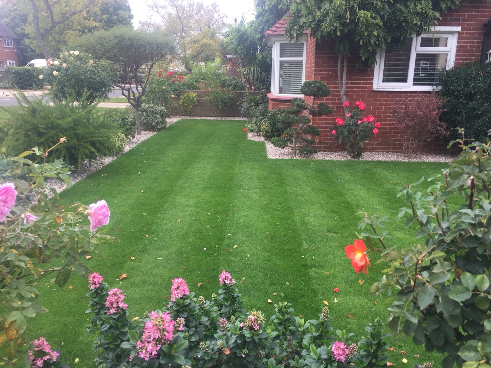 Front garden transformation with manicured lawn, roses and shaped topiary